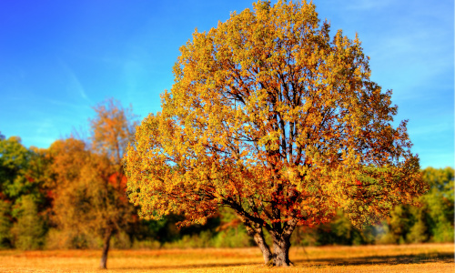 Herbst